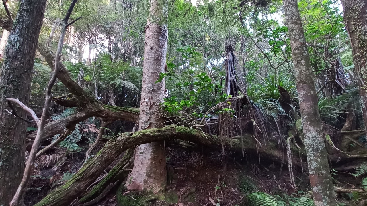 Photo of Others in Ruakaka