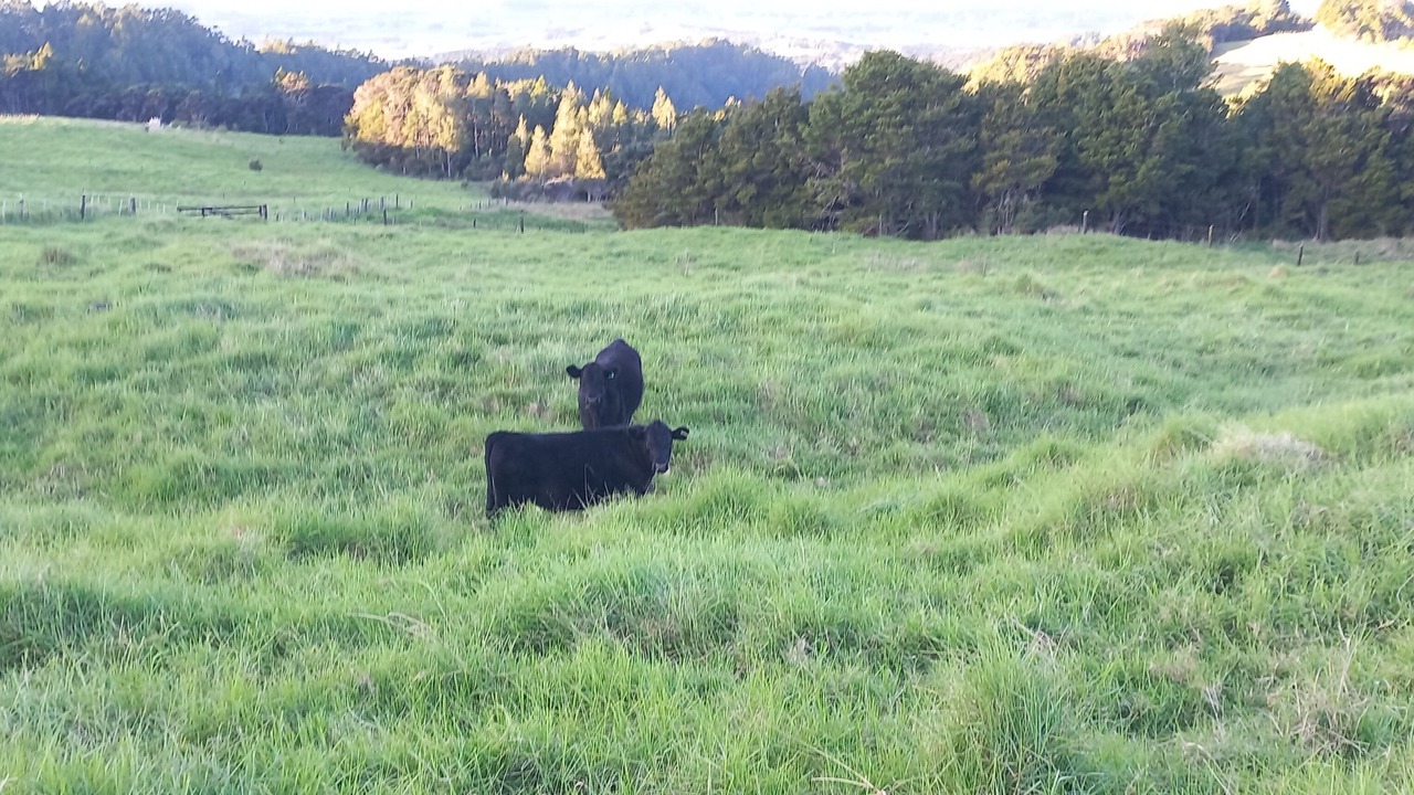 Photo of Others in Ruakaka