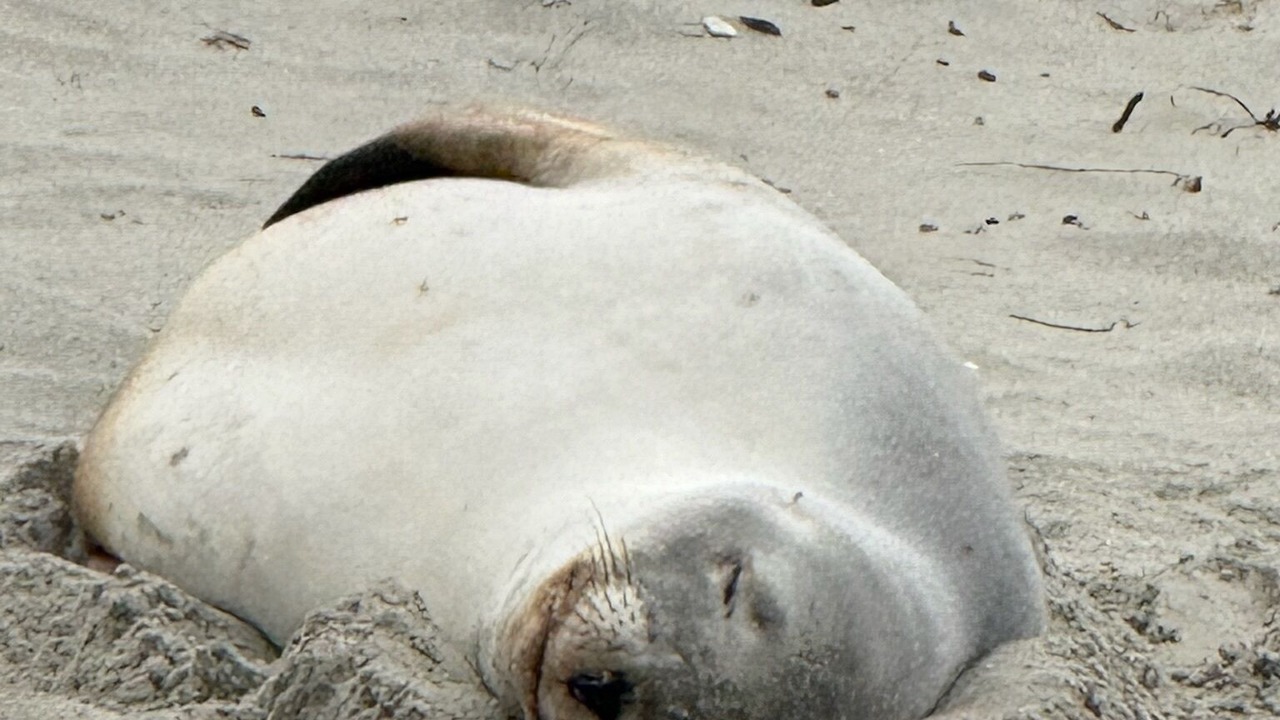 Photo of Others in Aramoana