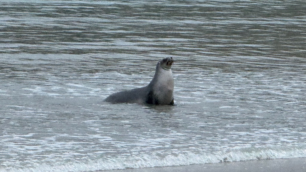 Photo of Others in Aramoana