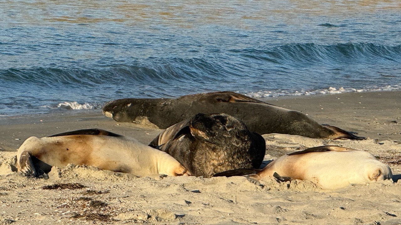 Photo of Others in Aramoana
