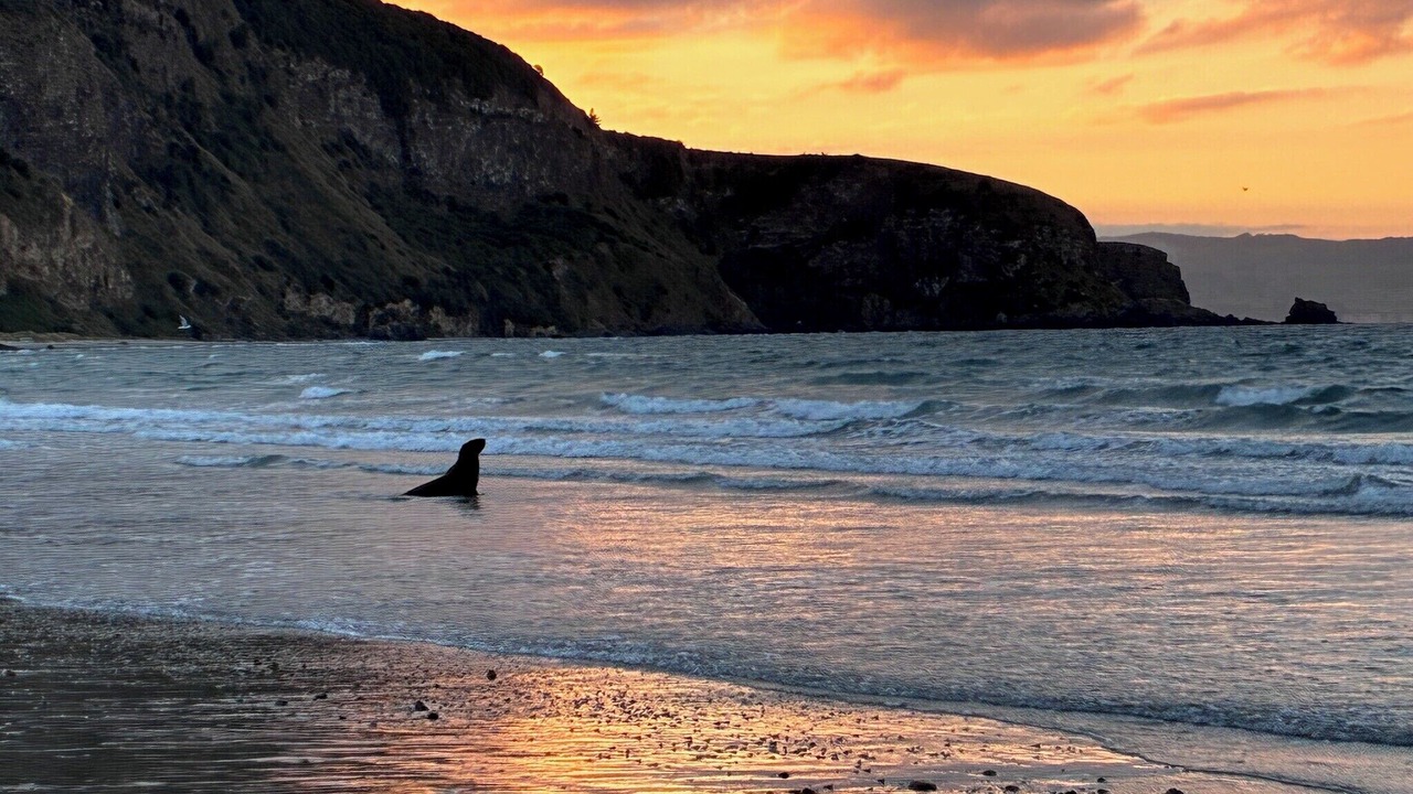 Photo of Others in Aramoana