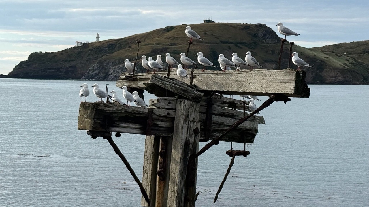 Photo of Others in Aramoana