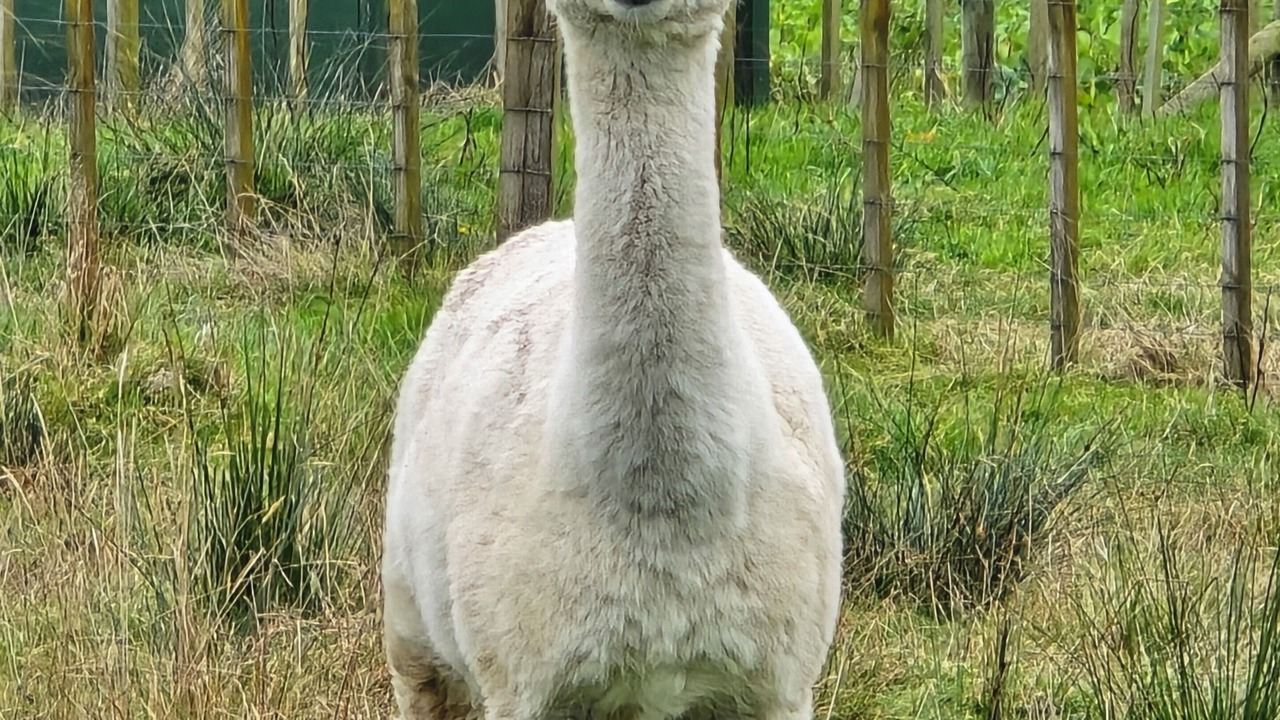 Photo of Others in Mangaweka