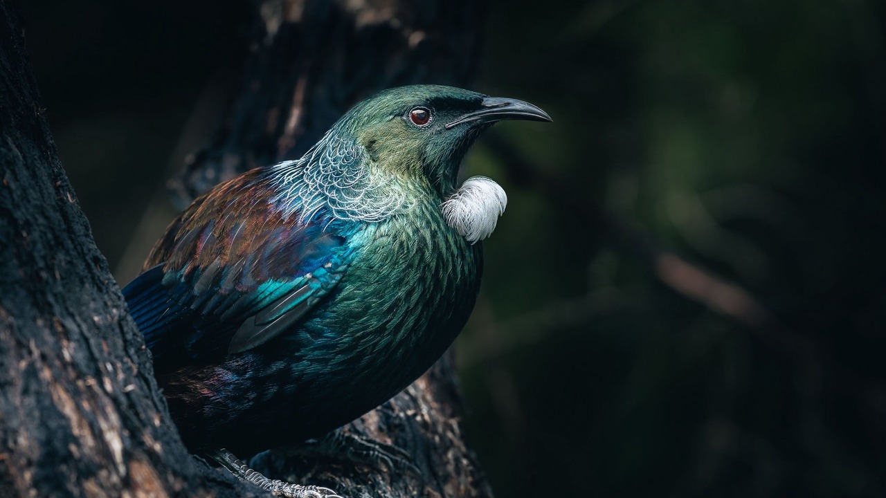 Photo of Others in Waiheke Island