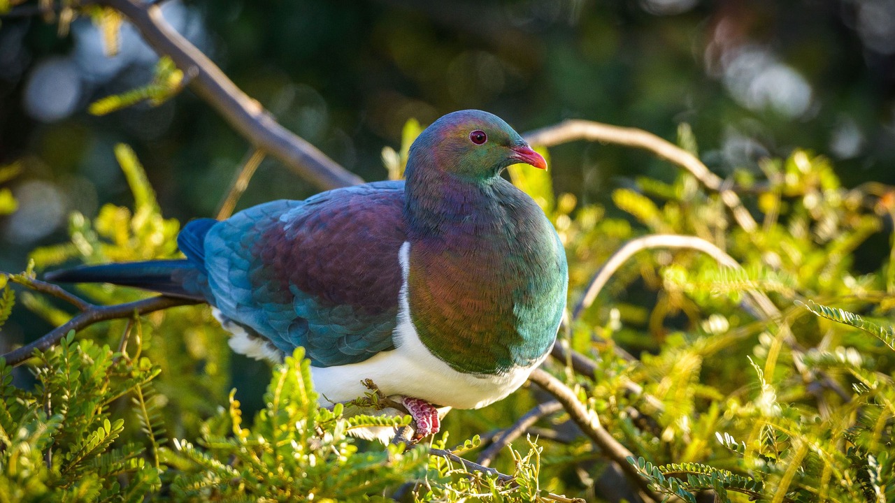 Photo of Others in Waiheke Island