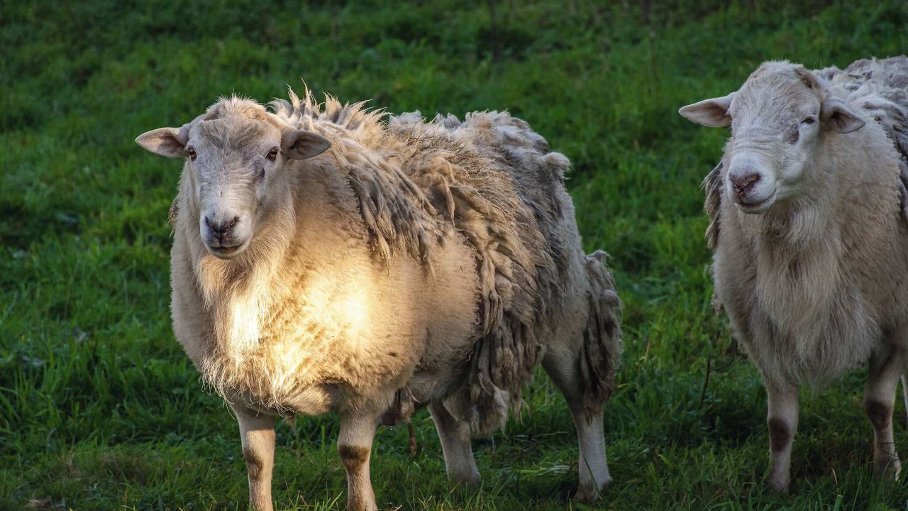 Photo of Others in Pukehangi