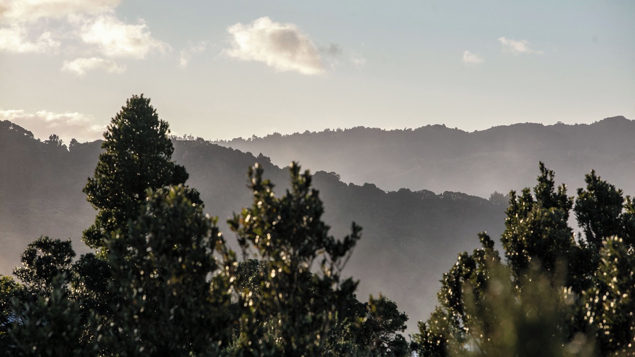 Photo of Others in Tairua