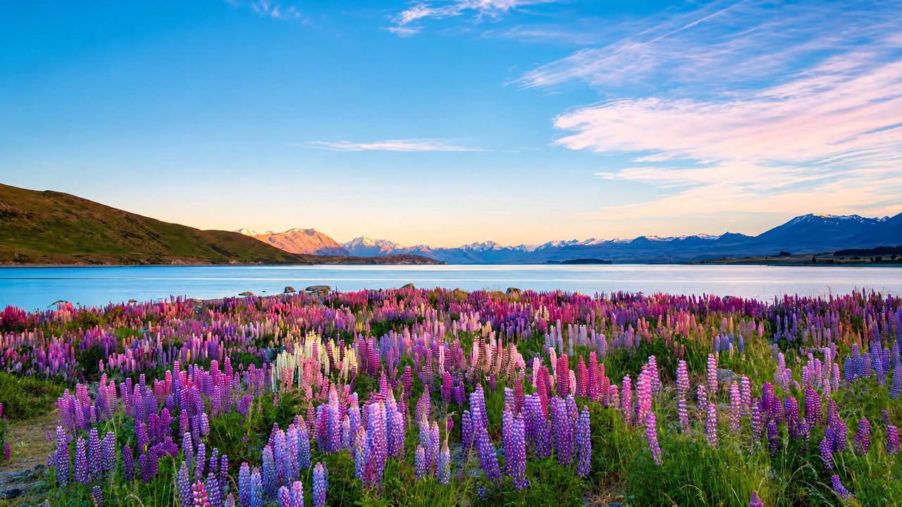 Photo of Others in Tekapo