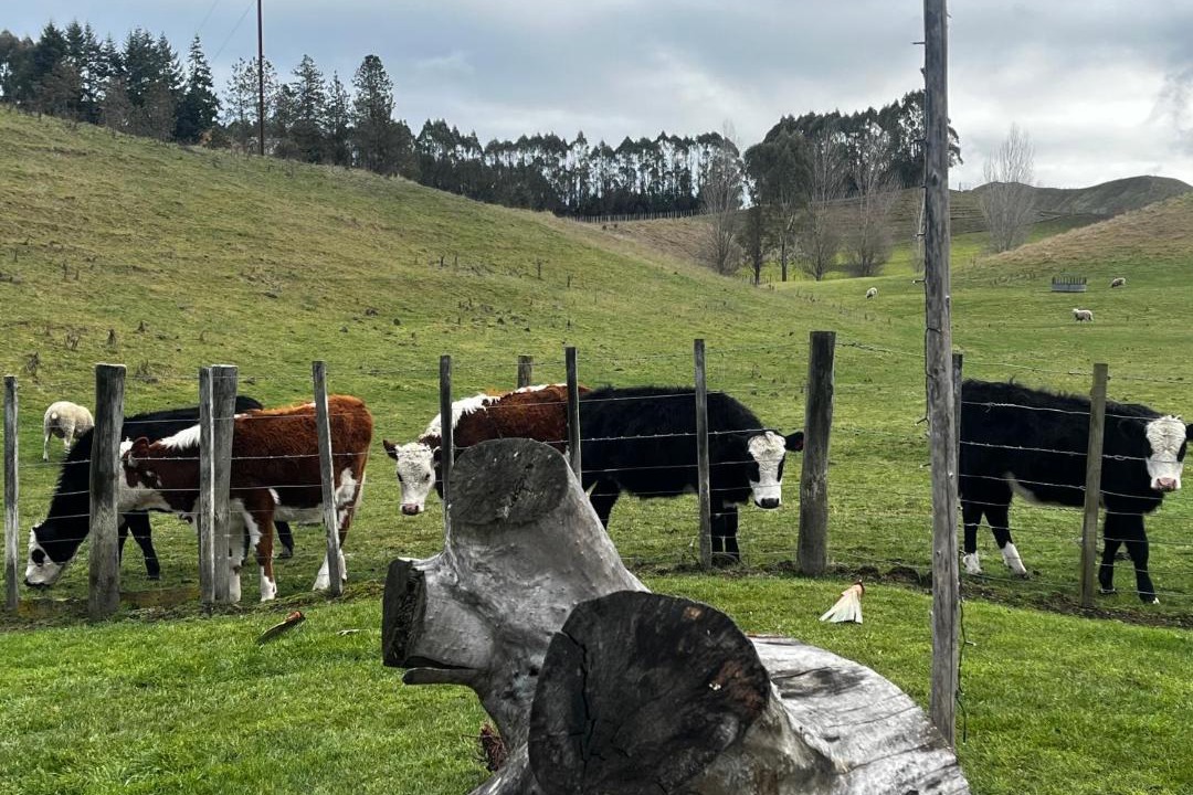 Photo of Others in Taihape