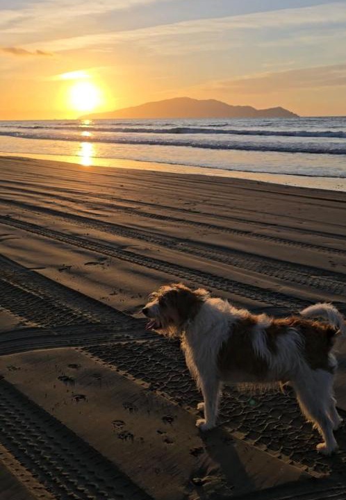 Photo of Others in Te Horo Beach