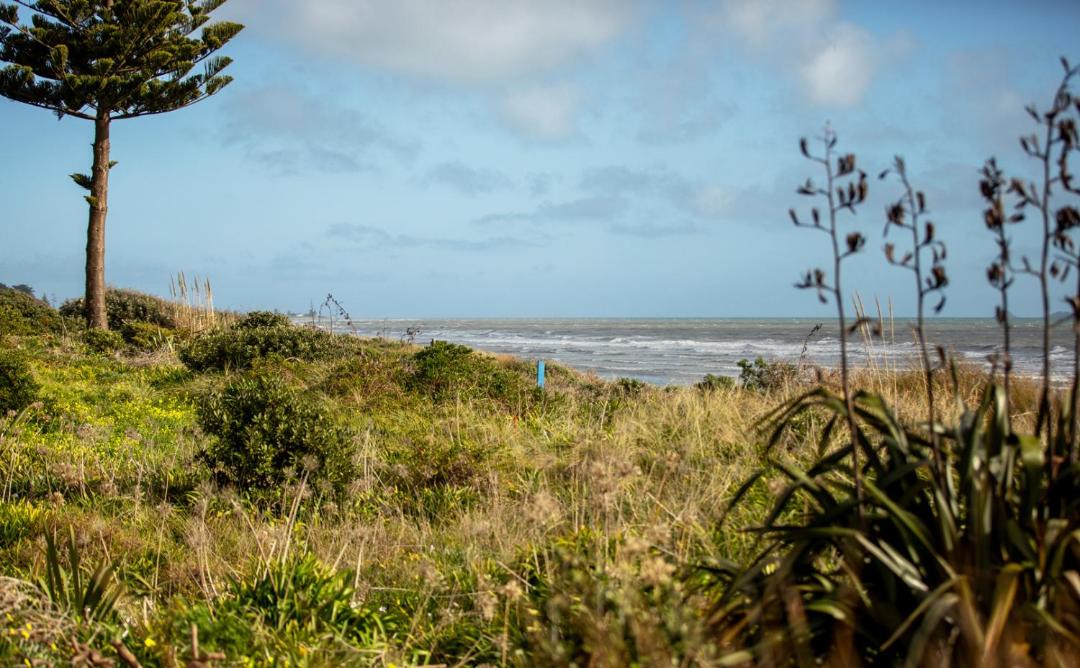 Photo of Others in Waikanae