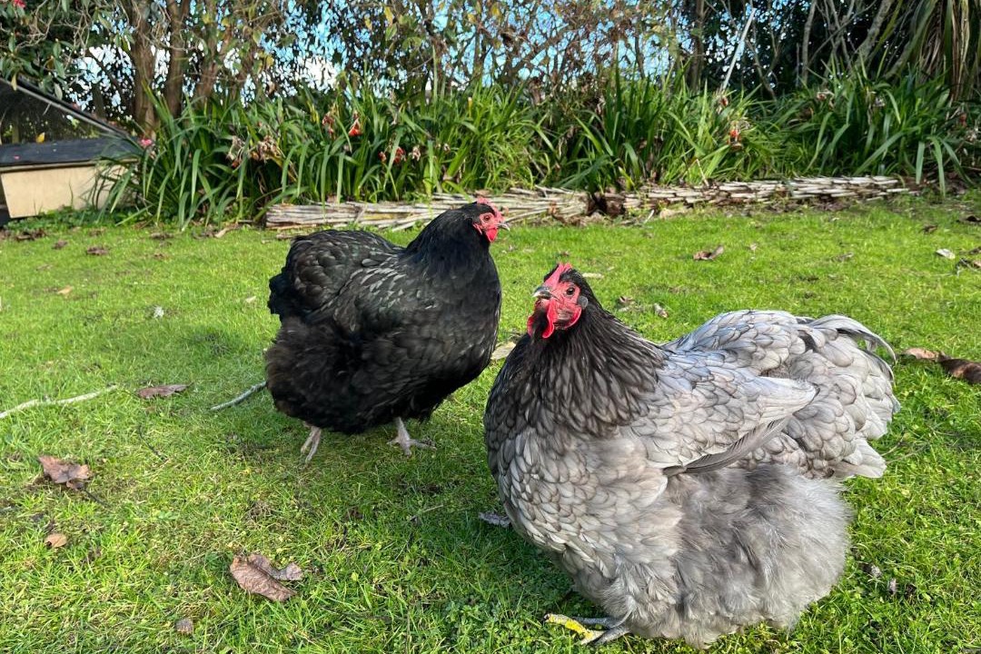 Photo of Others in Te Awamutu