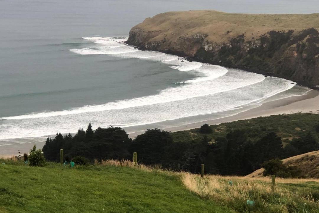 Photo of Others in Dunedin