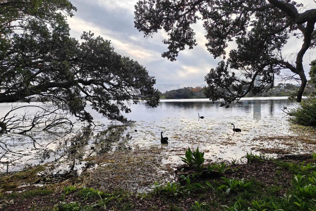 Photo of Others in Takapuna