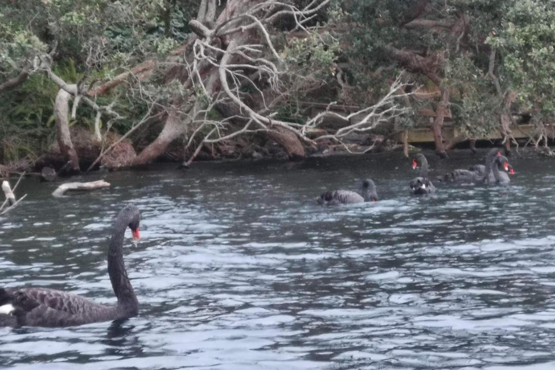 Photo of Others in Takapuna