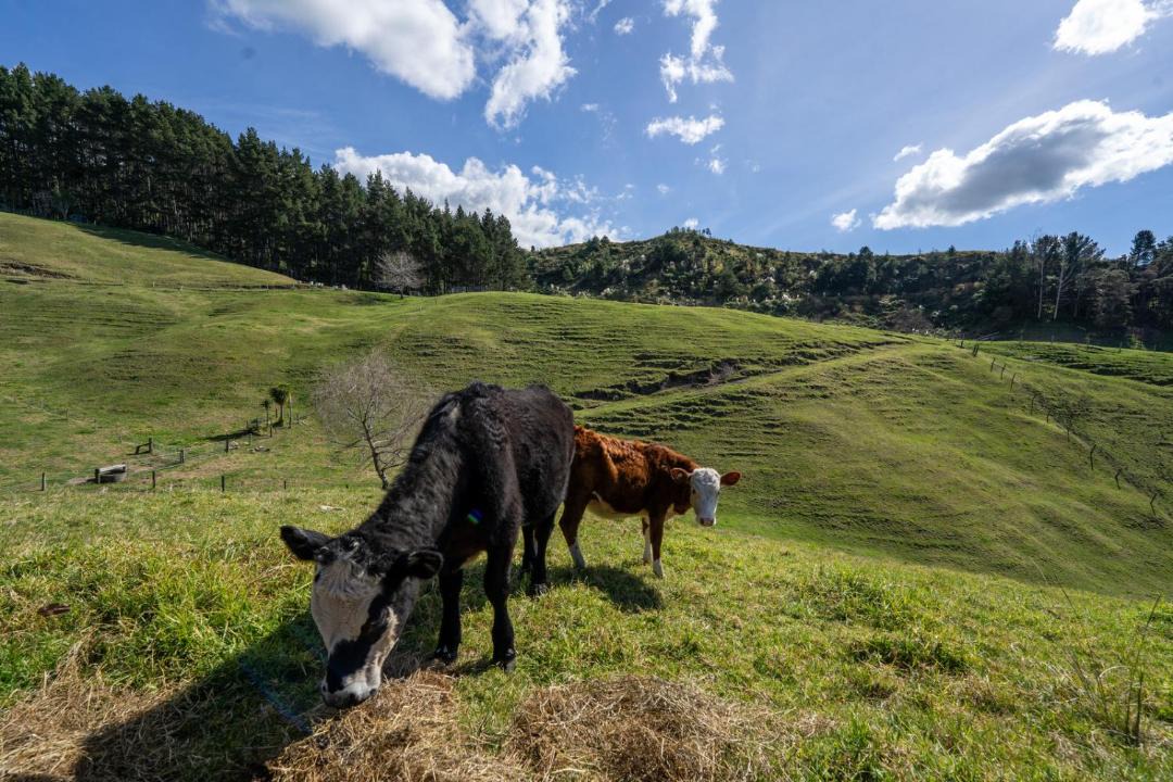 Photo of Others in Bay of Plenty Region