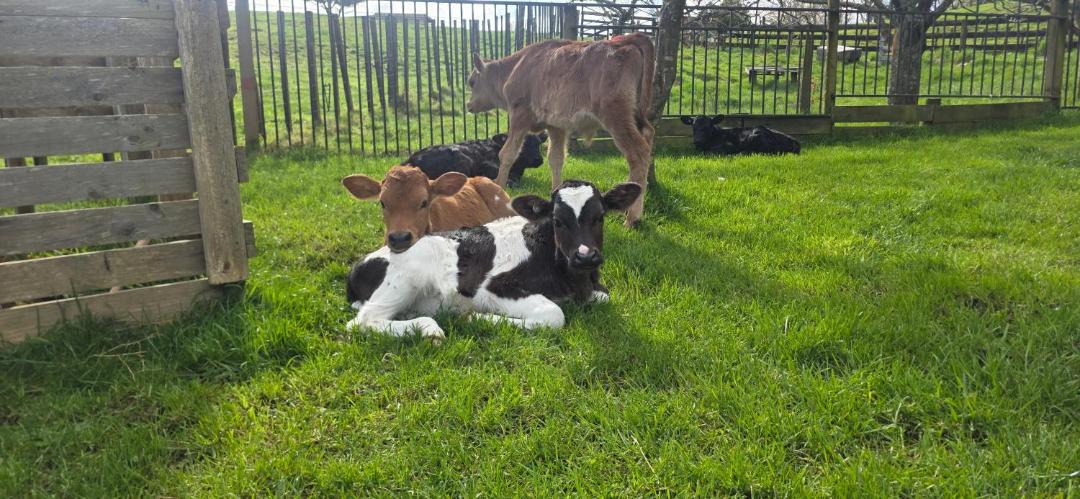 Photo of Others in Te Kuiti
