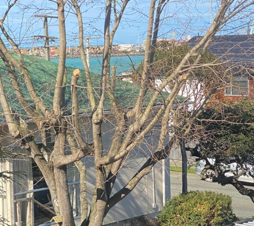 Photo of Others in Timaru
