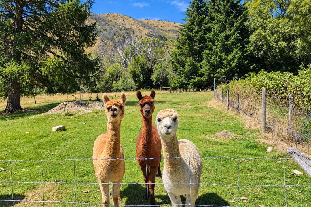 Photo of Others in Burkes Pass