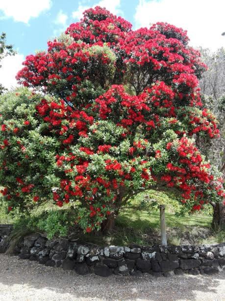 Photo of Outdoor in Raglan