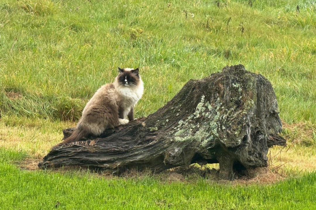 Photo of Others in Geraldine