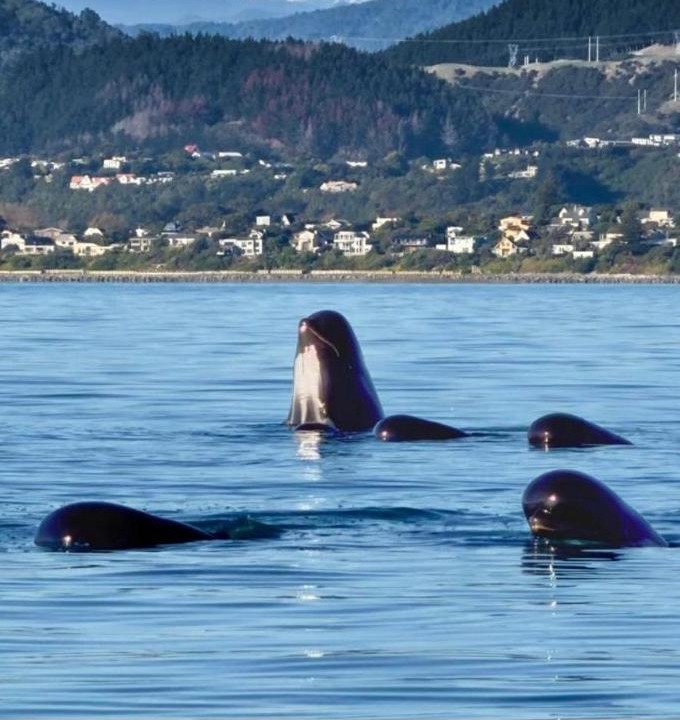 Photo of Others in Raumati South