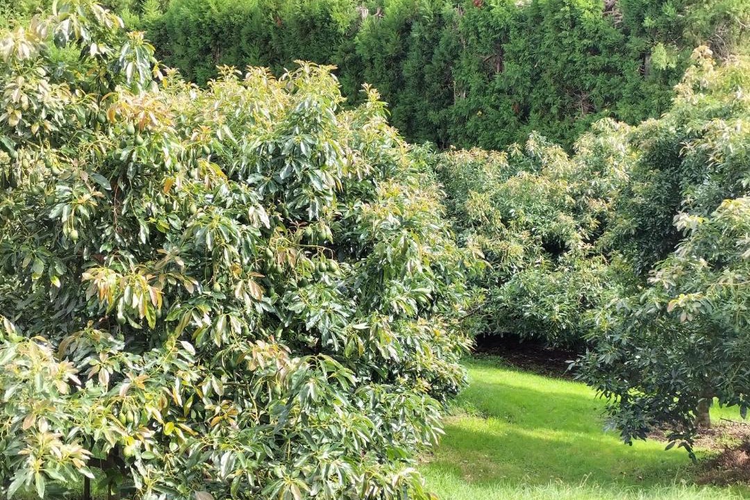 Photo of Outdoor in Whakamarama