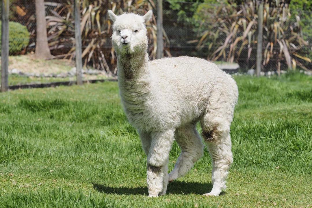 Photo of Others in Hokitika