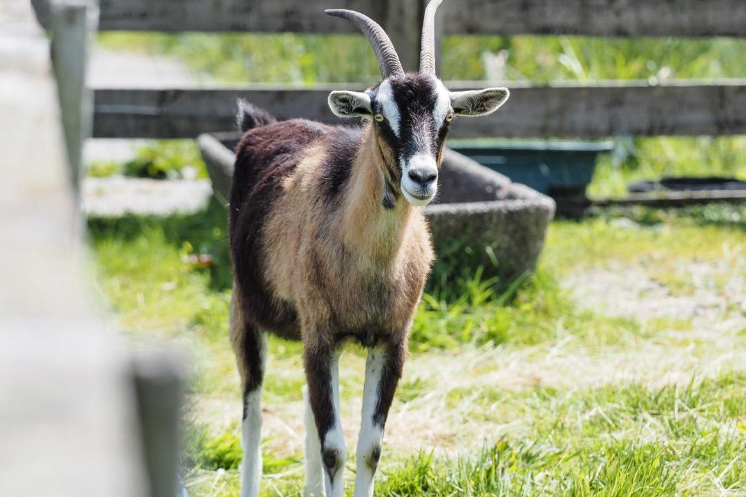 Photo of Others in Hokitika