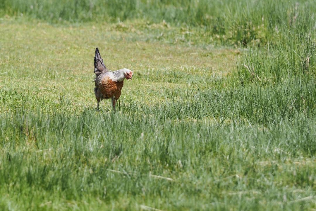 Photo of Others in Hokitika