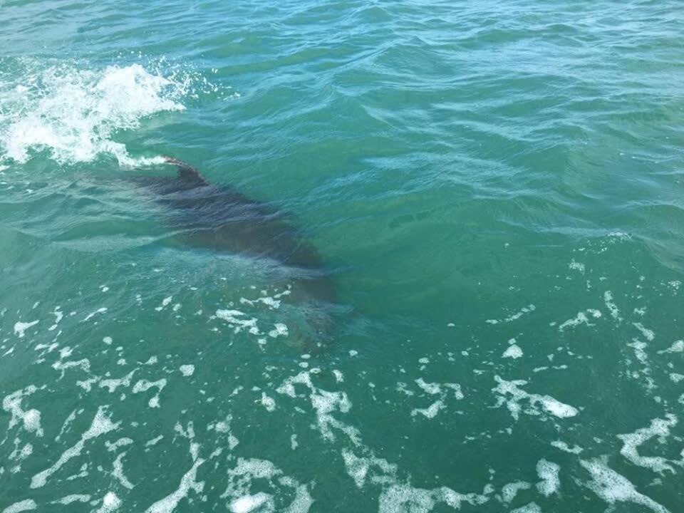 Photo of Others in Arkles Bay