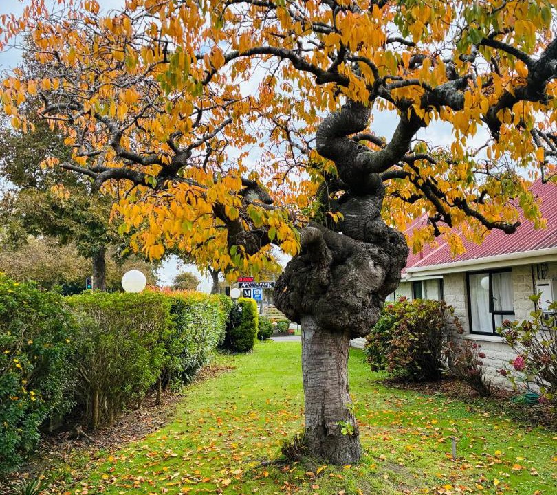Photo of Others in Palmerston North
