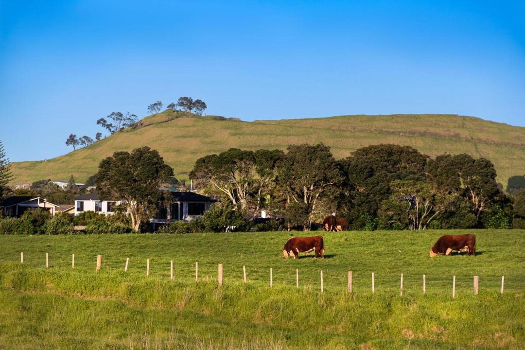 Photo of Others in Auckland