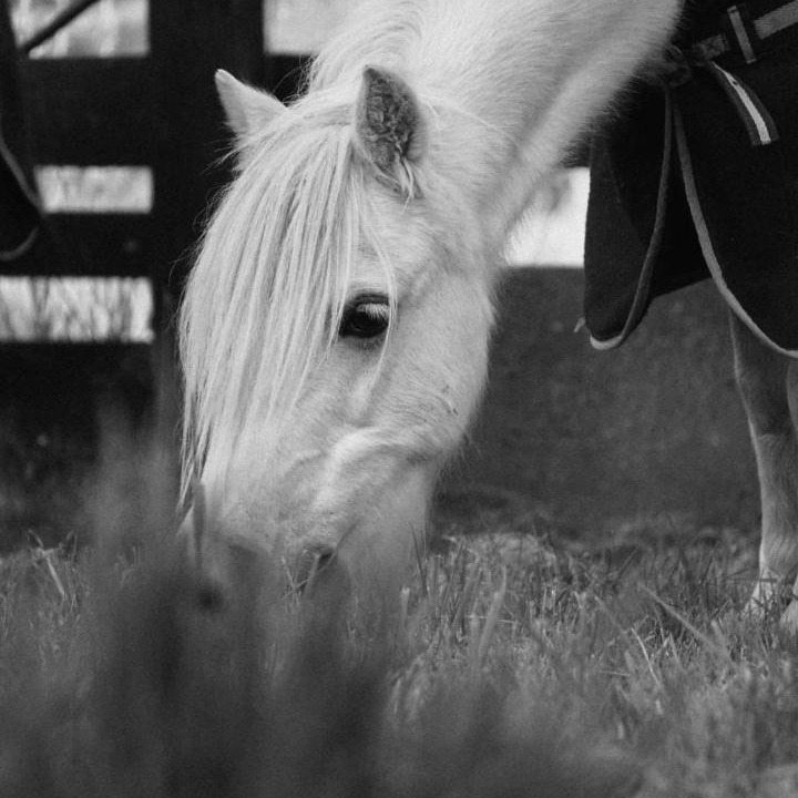 Photo of Others in Hawera