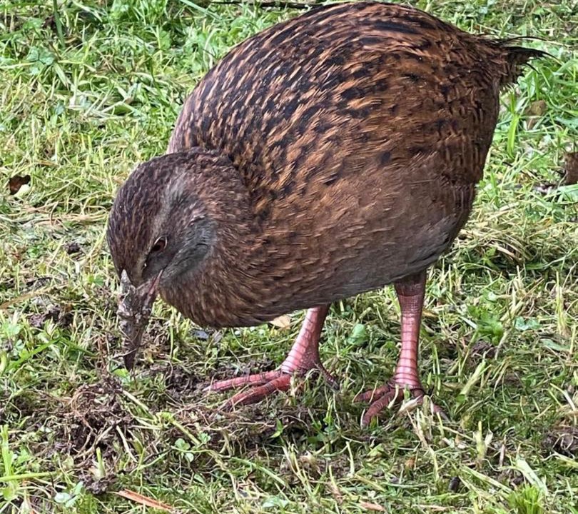Photo of Others in Punakaiki