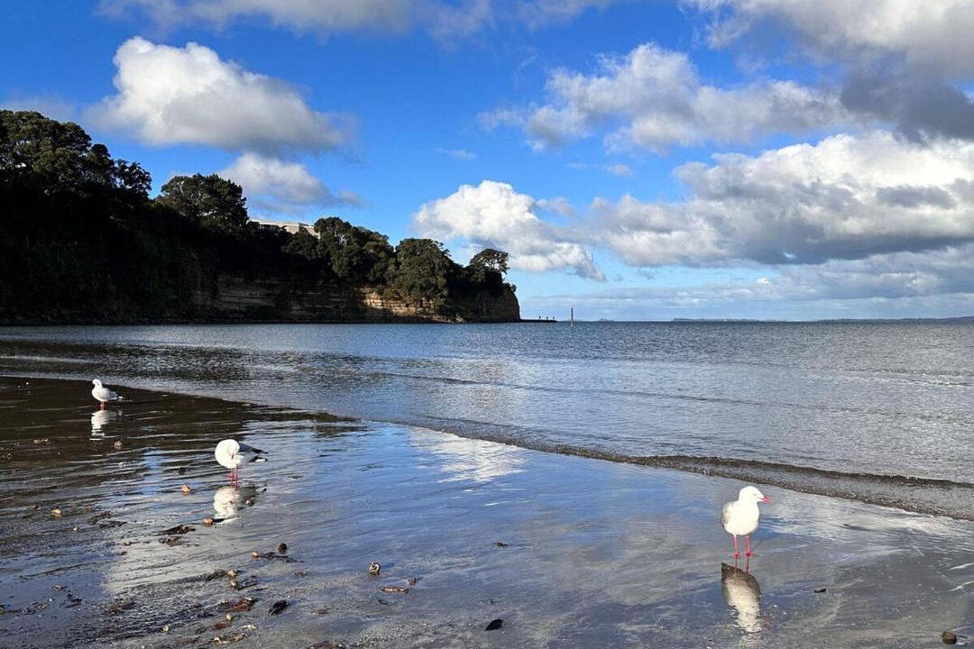 Photo of Others in Browns Bay