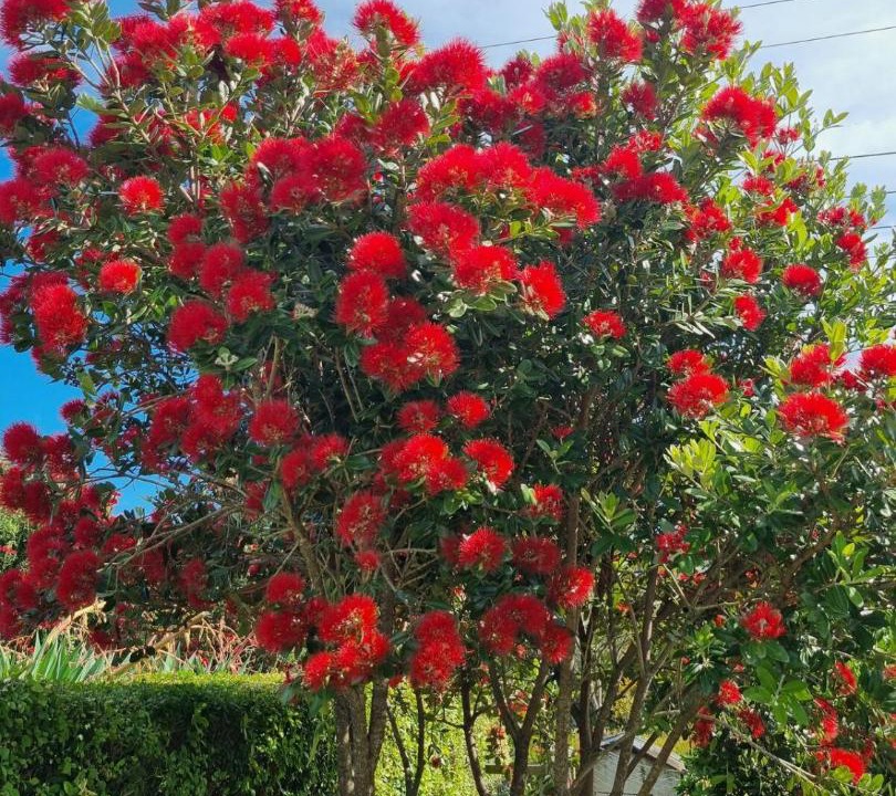 Photo of Outdoor in Kaiteriteri
