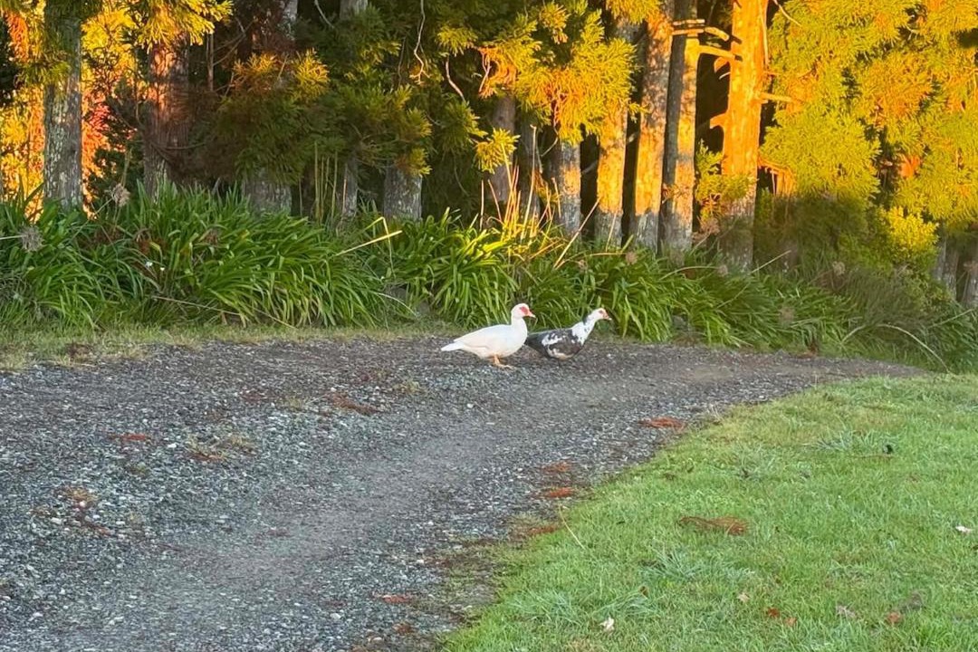 Photo of Others in Kerikeri