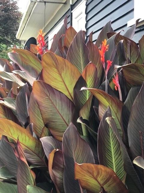 Photo of Others in Papakura