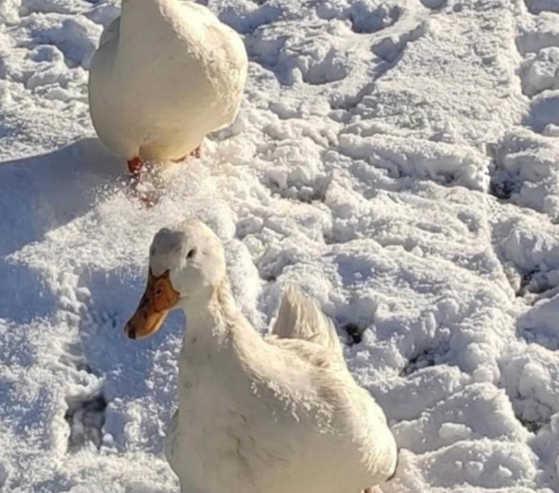 Photo of Others in Athol