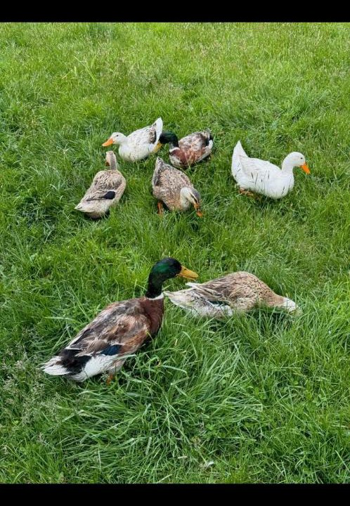 Photo of Others in Athol