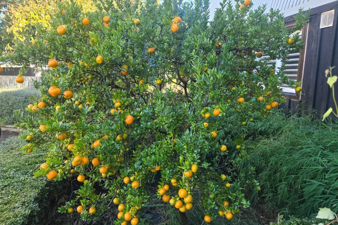 Photo of Others in Kumeu