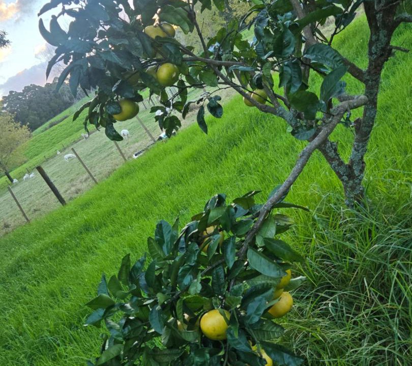 Photo of Others in Kumeu