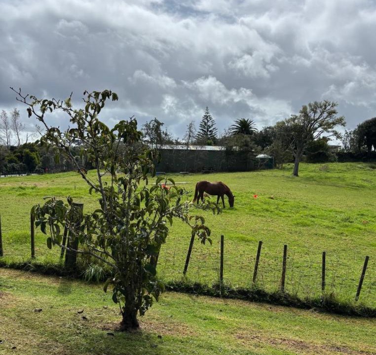 Photo of Others in Waimauku
