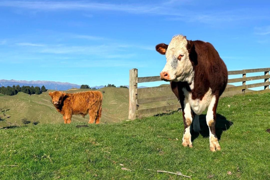 Photo of Others in Rangitikei