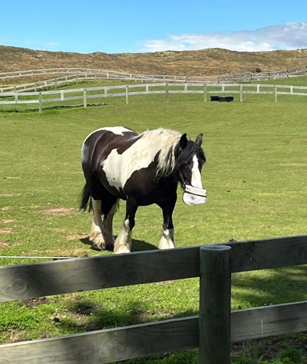 Photo of Others in Tekapo