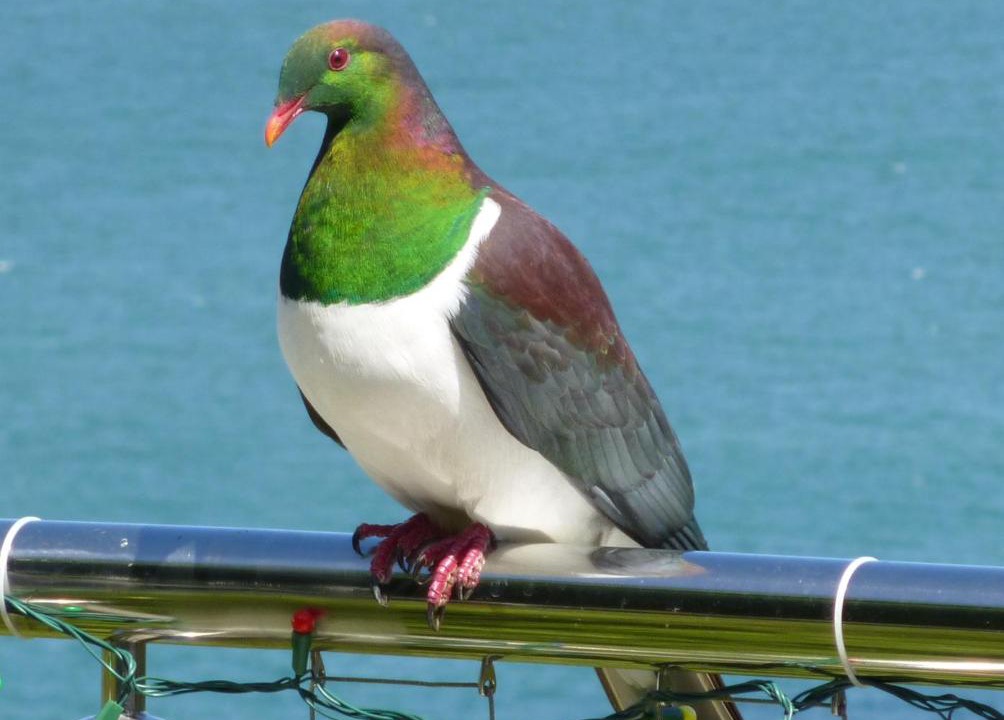 Photo of Others in Lowry Bay