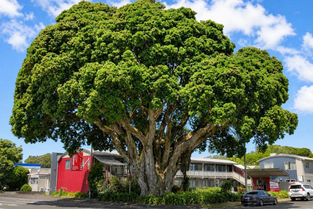 Photo of Others in New Plymouth