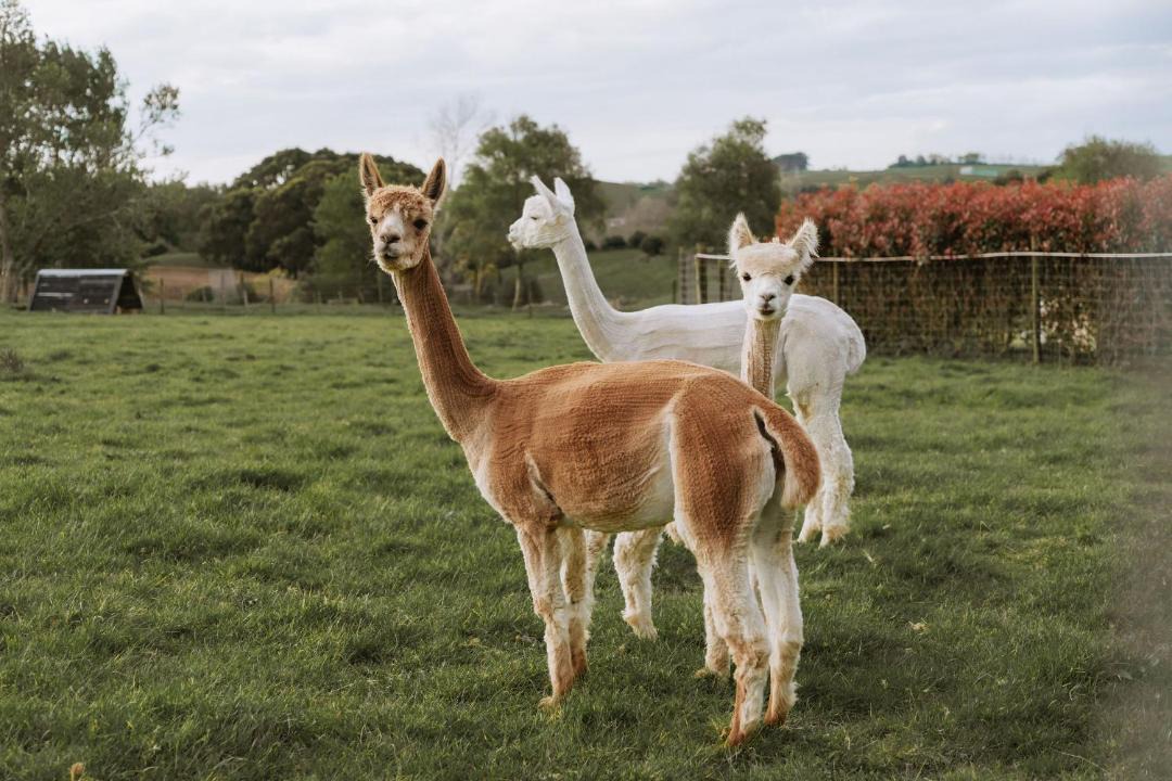 Photo of Others in Raglan